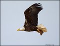 _2SB4126 bald eagle with fish